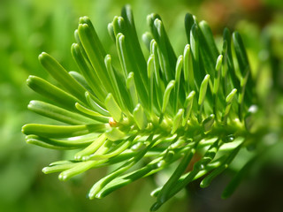 Pine closeup