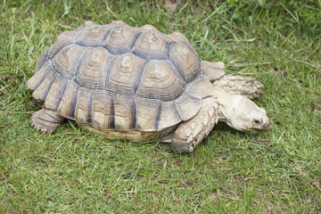 tortue de terre