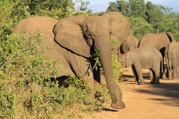 Elefant Kruger Nationalpark