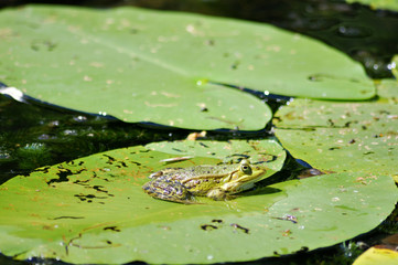 Frosch