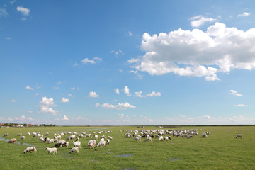 Obraz premium Herd of sheep eating grass at meadow with blue sky