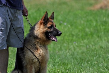 german shepherd