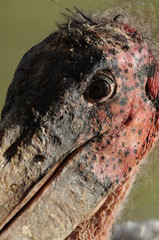 Obraz premium African marabou, Sweet Water NP, Kenya, Africa