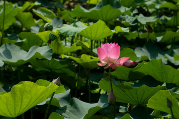 Pink Lotus