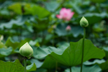 Obraz na płótnie Canvas Bud of Lotus Flower
