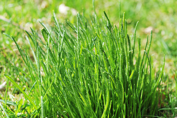 Dew on wet green grass close up