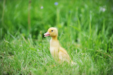 duckling on green grass