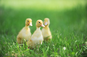 three fluffy chicks