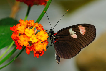 Fototapeta na wymiar papillon