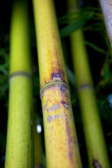 Fototapeta premium Zen bamboo