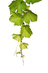 Weinrebe