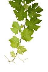 Weinrebe
