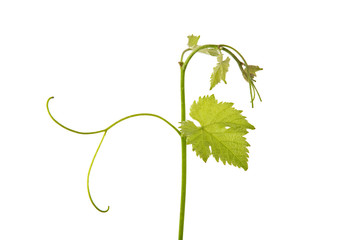 Weinranke