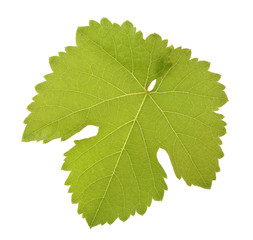 Weinblatt