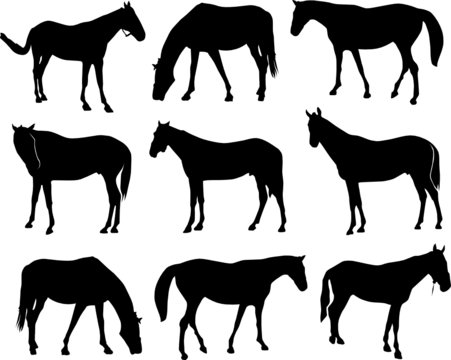 horses vector silhouettes