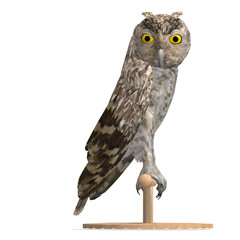 Little Owl Bird. 3D rendering with clipping path and shadow over