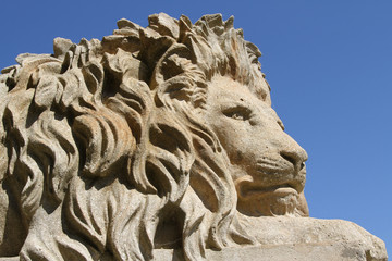 Fototapeta premium Lion