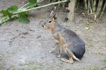 mara