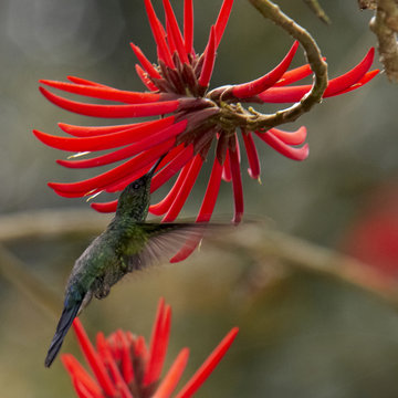 Melanotrochilus Kolibri an Erythrina speciosa