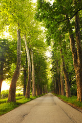 sunrise in beautiful alley