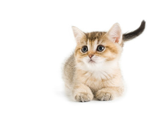 Fototapeta na wymiar British kittens