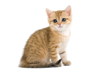 British kittens