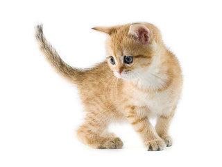 British kittens