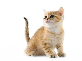 British kittens