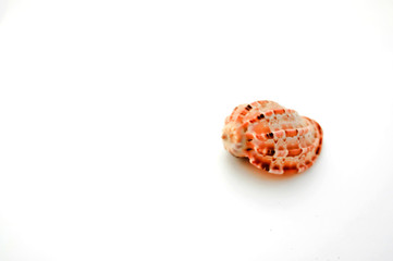 Small red seashell