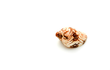 A seashell on a white background