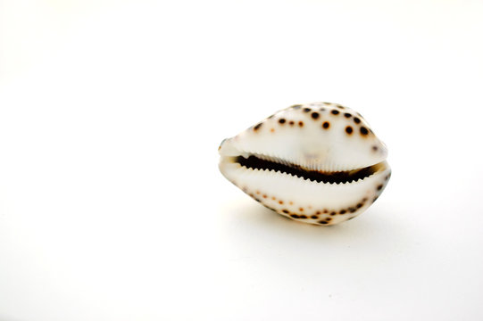A seashell on white background