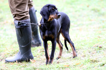 Brandlbracke bei einer Jagdhundeschulung