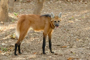 Washable wall murals Wolf maned wolf