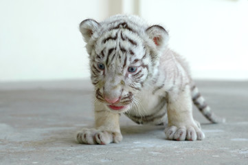 baby white tiger