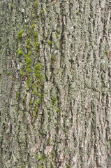 Obraz premium Cortex of the alder with lichen - texture
