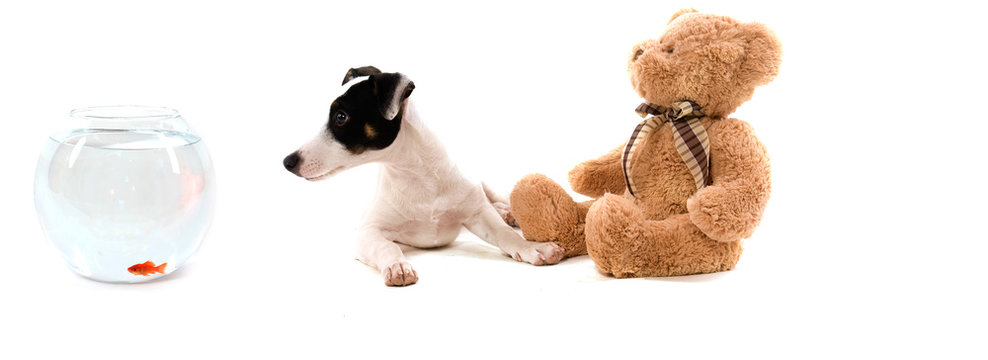 chien jack russel qui regarde un poisson dans son aquarium
