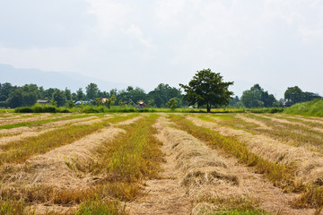 Fototapeta premium Havested Rice Filde