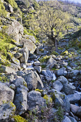 Sierra de Gredos. Garganta Tejea