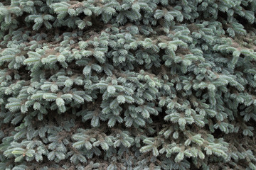 Background from fur-tree branches