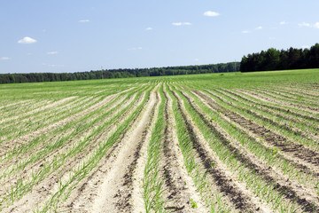 Fototapeta na wymiar Rolnictwo