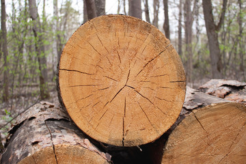 Naklejka premium Woodpile from large logs (close up)