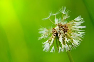 Dandelion flower