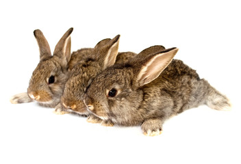 Small grey rabbits