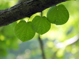 三枚の木の葉