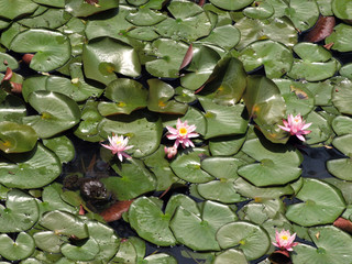 睡蓮の花とウシガエル