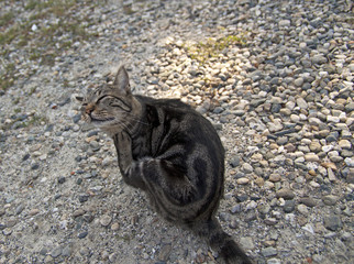 Obraz premium Cat