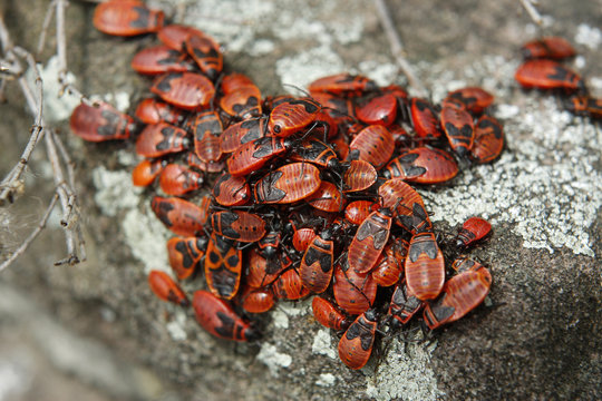 Feuerk&auml;fer