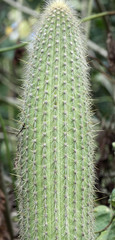 cactus candélabre