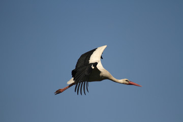 Fototapeta premium Storch im Flug