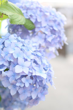 青い紫陽花 Images Browse 133 Stock Photos Vectors And Video Adobe Stock